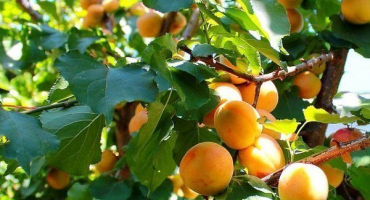 Manchurian meruňka: jaká je její zvláštnost a jak ji pěstovat?